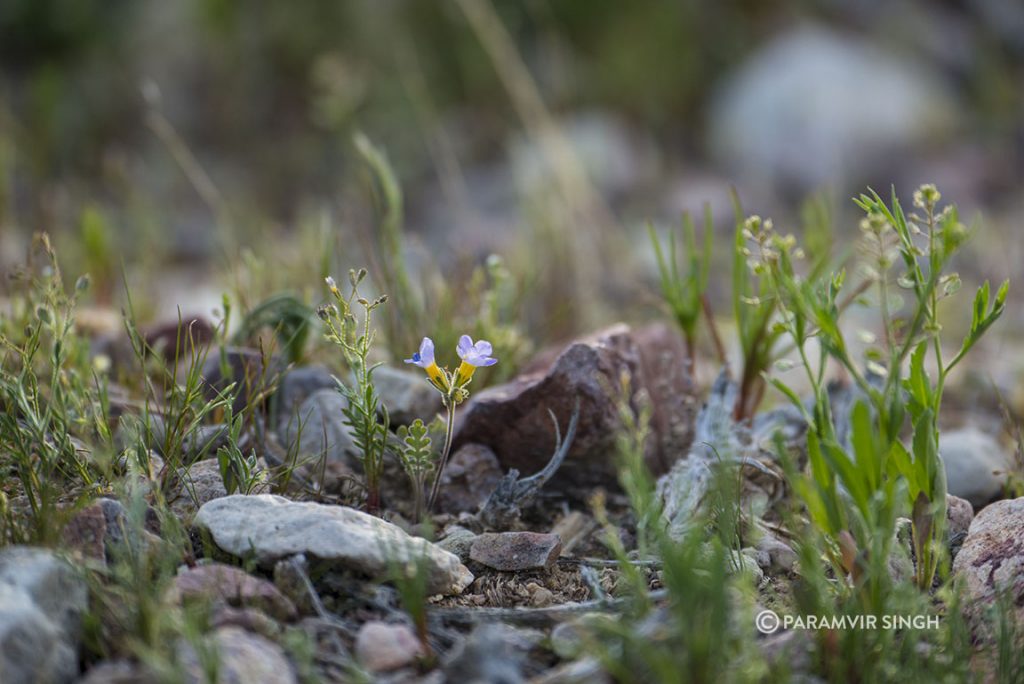 Tiny wildflowers, Nevada