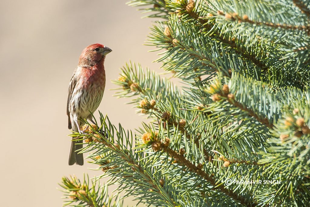 American Rosefinch