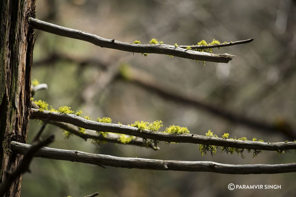 Moss on pines at Yosemite National Park