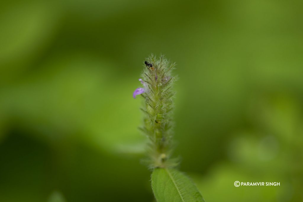 Wildflower in Tungareshwar Wildlife Sanctuary