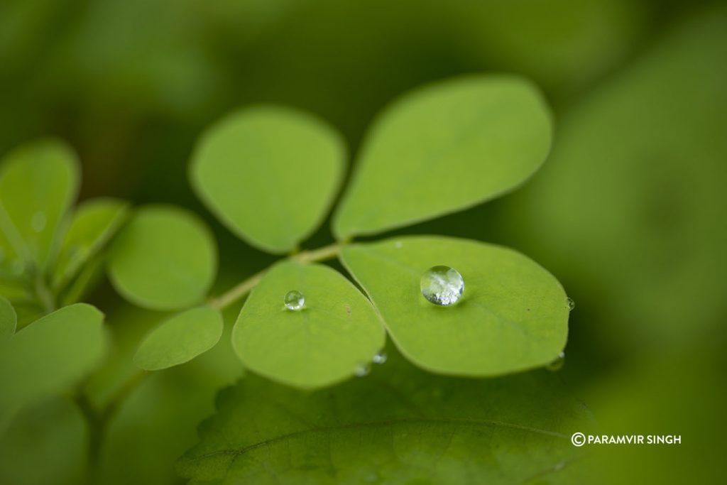 bead of water on a leaf at Tungareshwar Wildlife Sanctuary