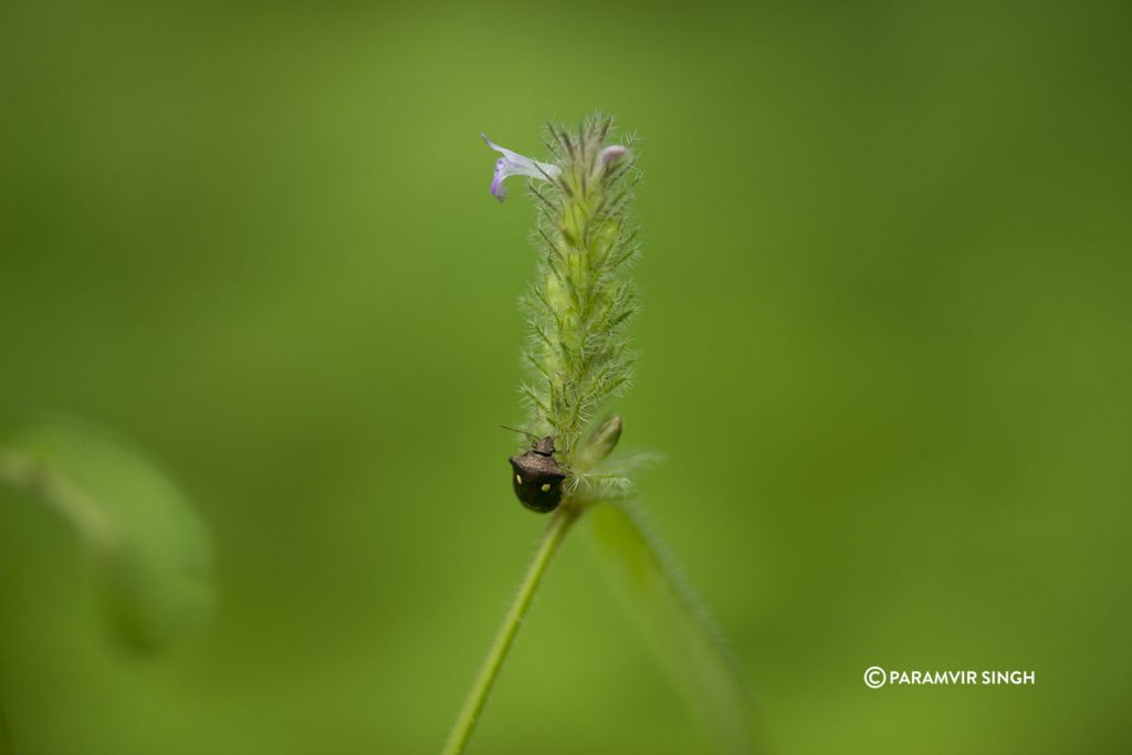 Wildflower in Tungareshwar Wildlife Sanctuary