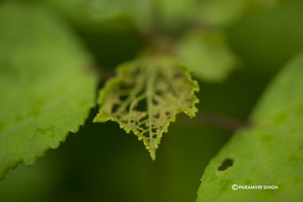 Leaf eaten by insects at Tungareshwar Wildlife Sanctuary