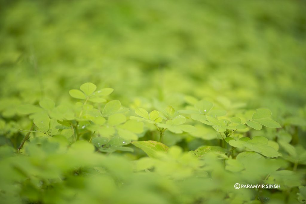 Ground Foliage in Tungareshwar Wildlife Sanctuary