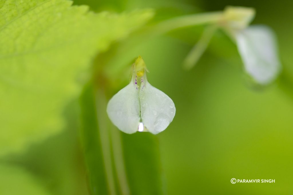 Wildflower in Tungareshwar Wildlife Sanctuary