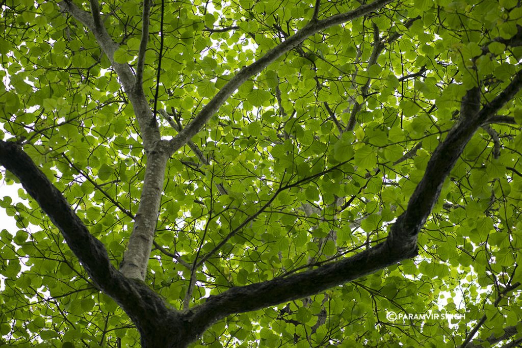 Foliage in Tungareshwar Wildlife Sanctuary