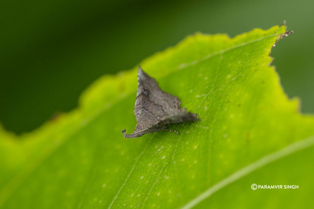 Moth in Tungareshwar Wildlife Sanctuary