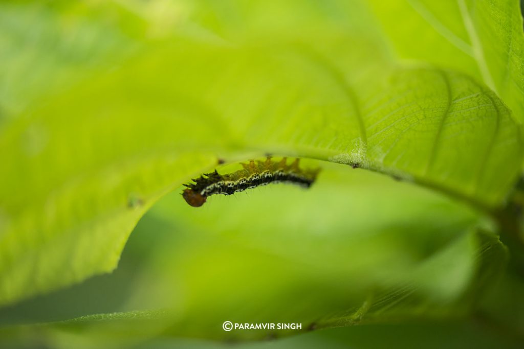 Caterpillar in Tungareshwar Wildlife Sanctuary
