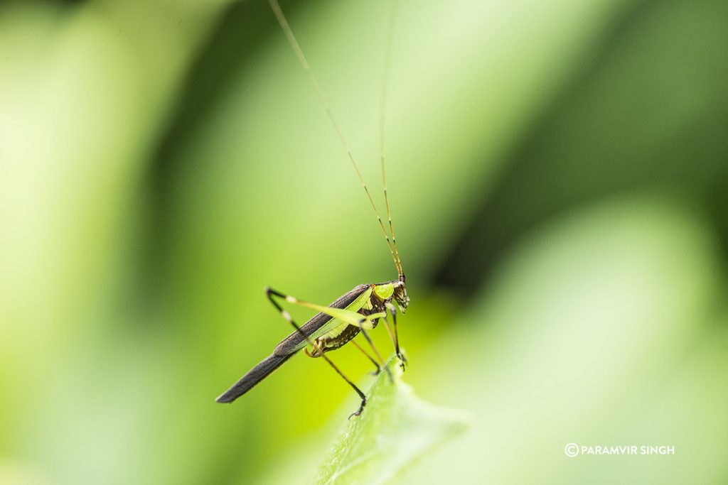 Grasshopper in Tungareshwar Wildlife Sanctuary