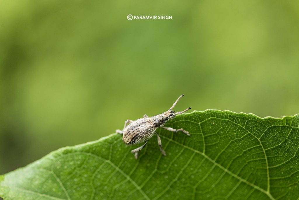 Weevil in Tungareshwar Wildlife Sanctuary