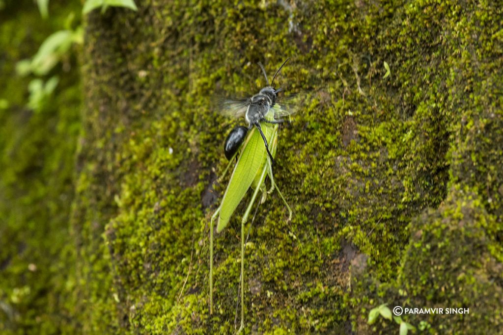 Parasitic Wasp with Katydid in Tungareshwar Wildlife Sanctuary