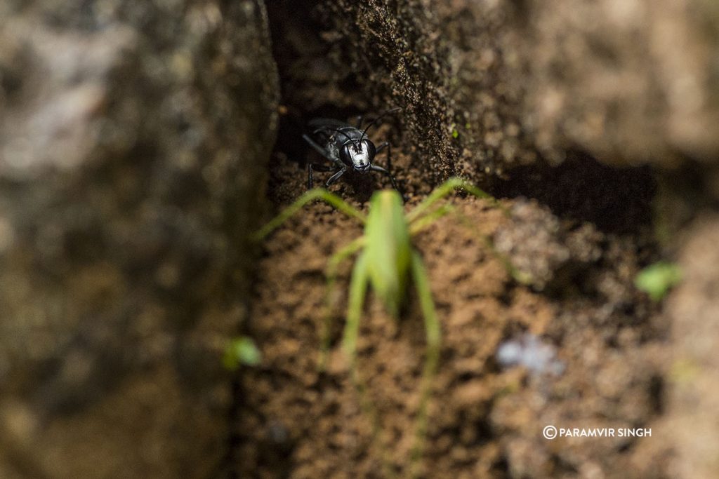Parasitic Wasp with Katydid in Tungareshwar Wildlife Sanctuary