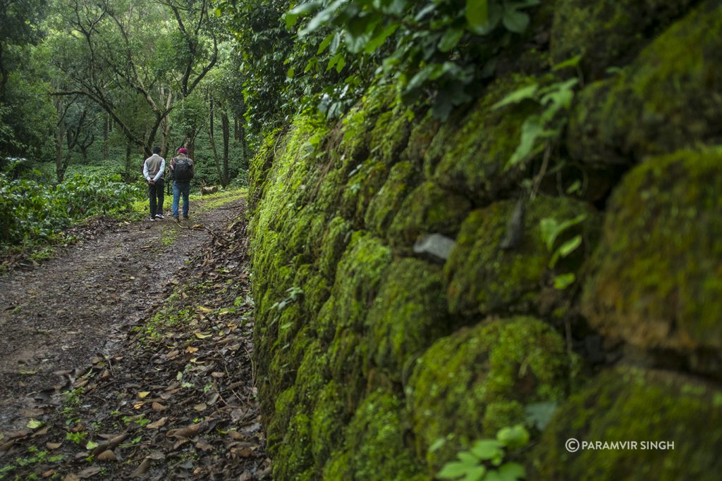 Walking in Chikmagalur