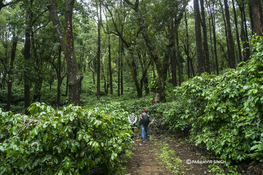 Trails amidst coffee plantations