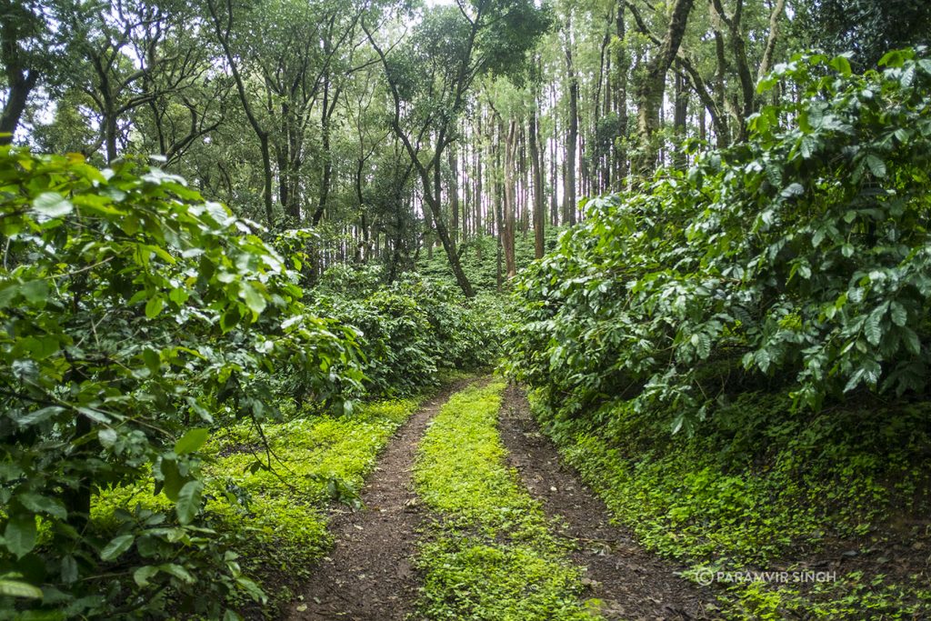 Tracktor ruts in coffee plantations of Chikmagalur