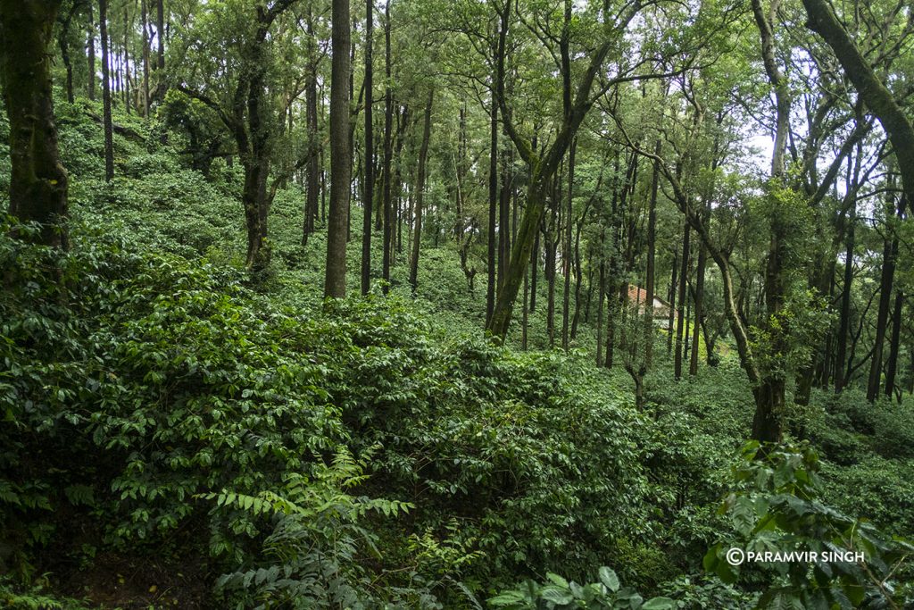 Coffee grown on slopes of the Western Ghats at Chikmagalur