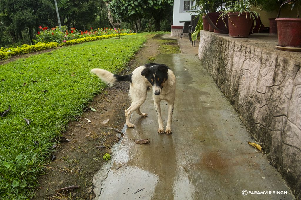 Dog at Coffee Estate, Chikmagalur