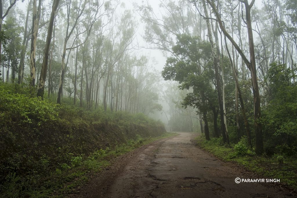 Misty trails in Chikmagalur