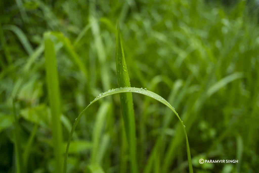 Dew on grass blades