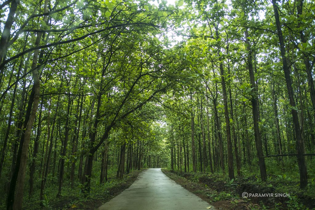 Trail amidst plantations