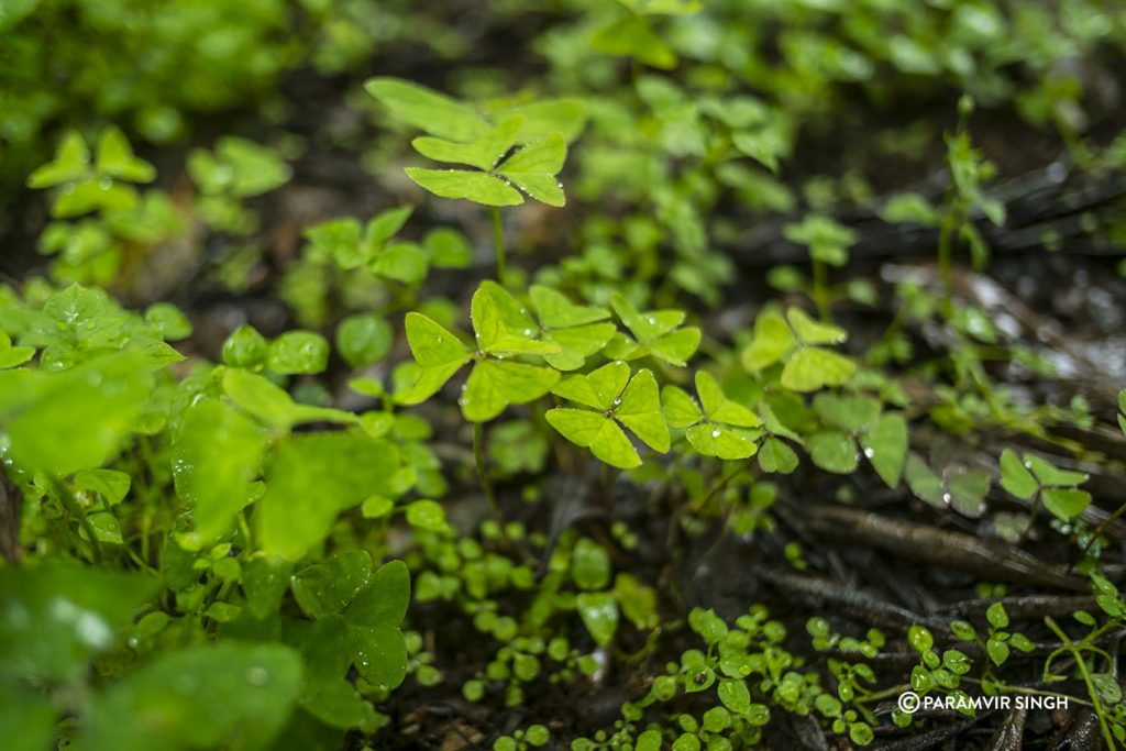 Dew on the undergrowth...