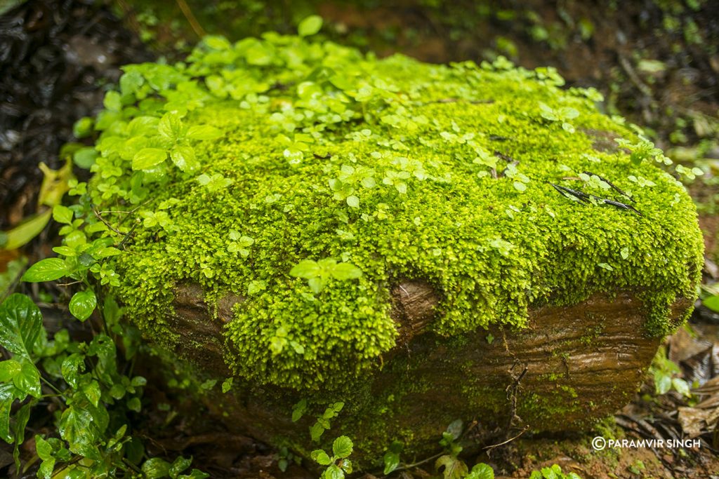 Moss covered rock in Chikmagalur