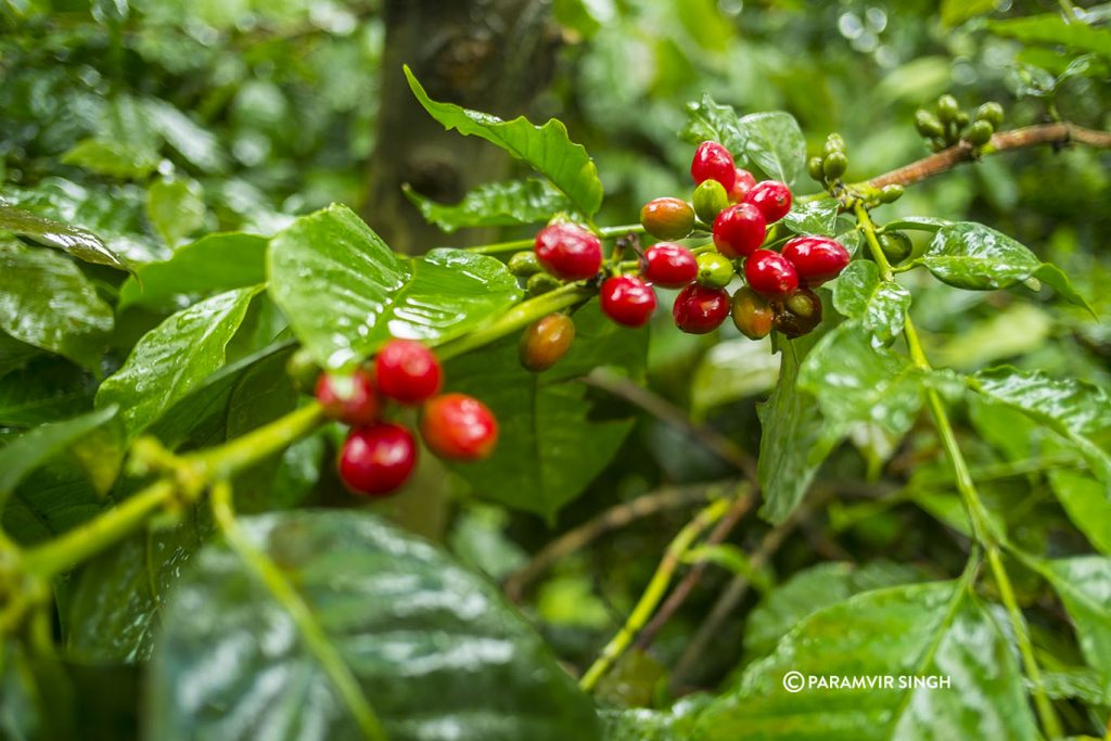 Coffee berries