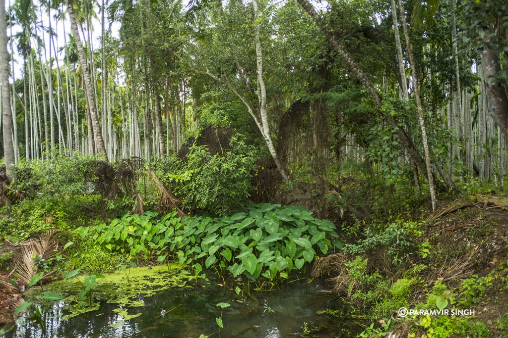 Pond in Chikmagalur estate