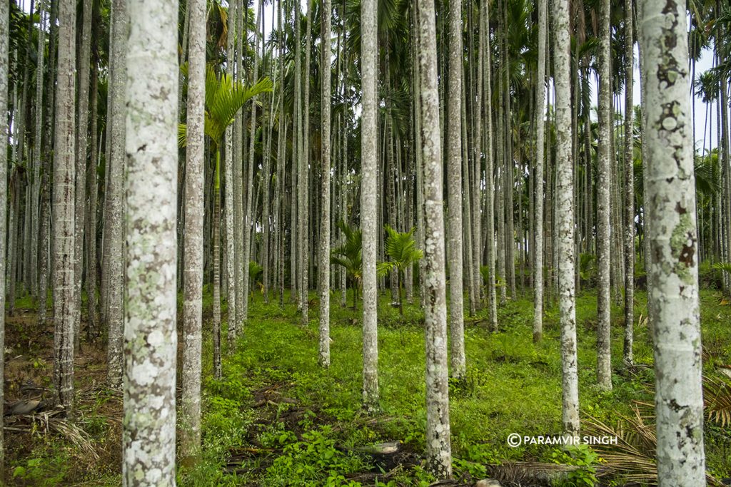 Betel nut plantation in Chikmagalur