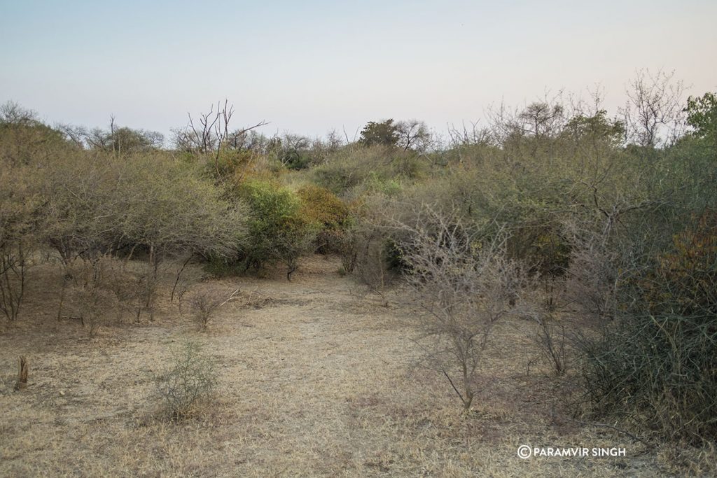 Chambal River Safari