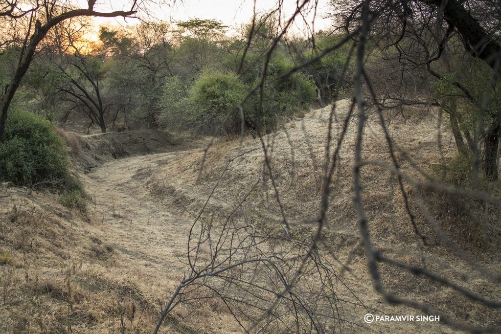 Chambal River Safari