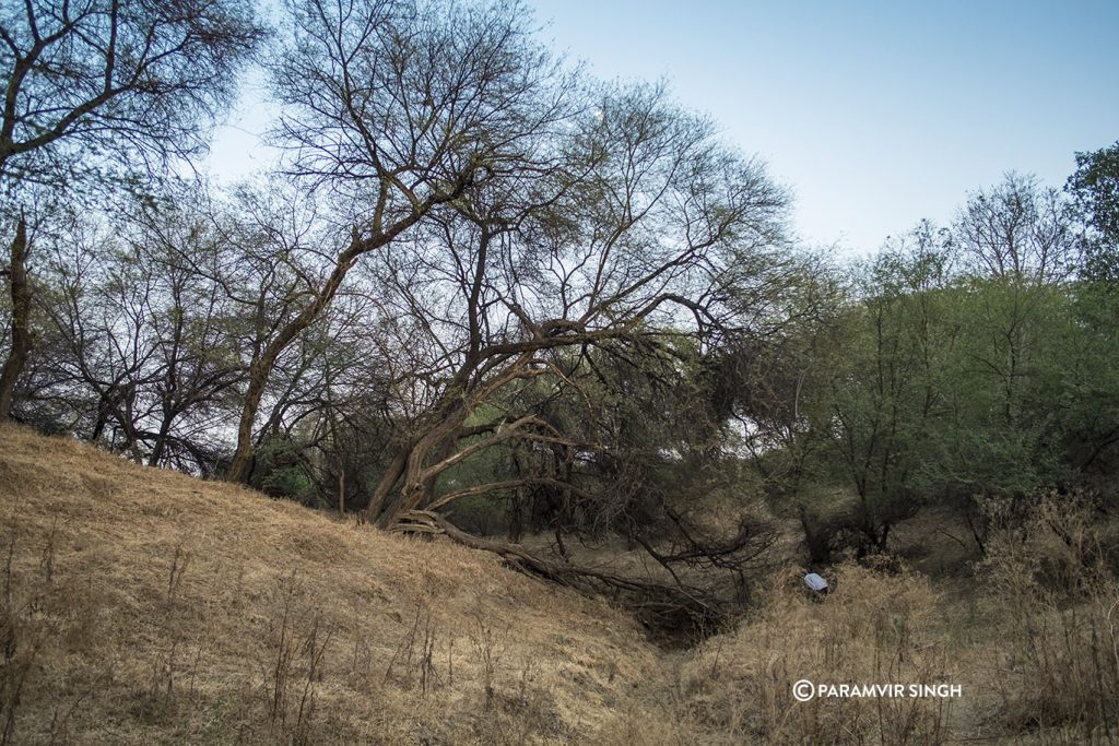 Chambal River Safari