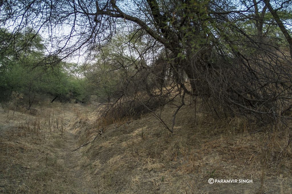 Chambal River Safari