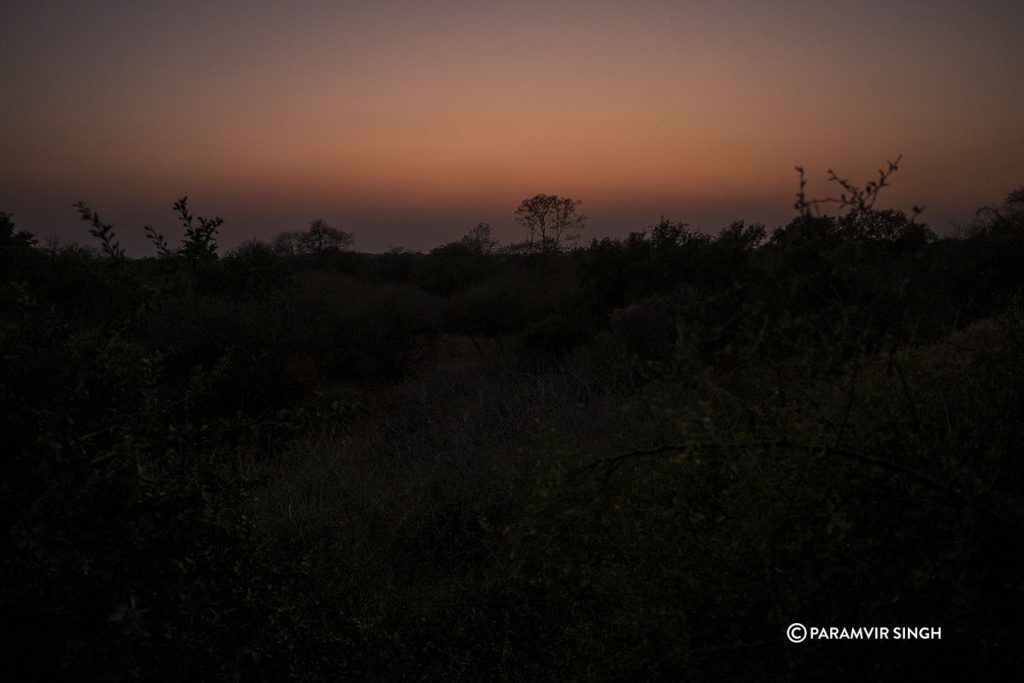 Chambal River Safari