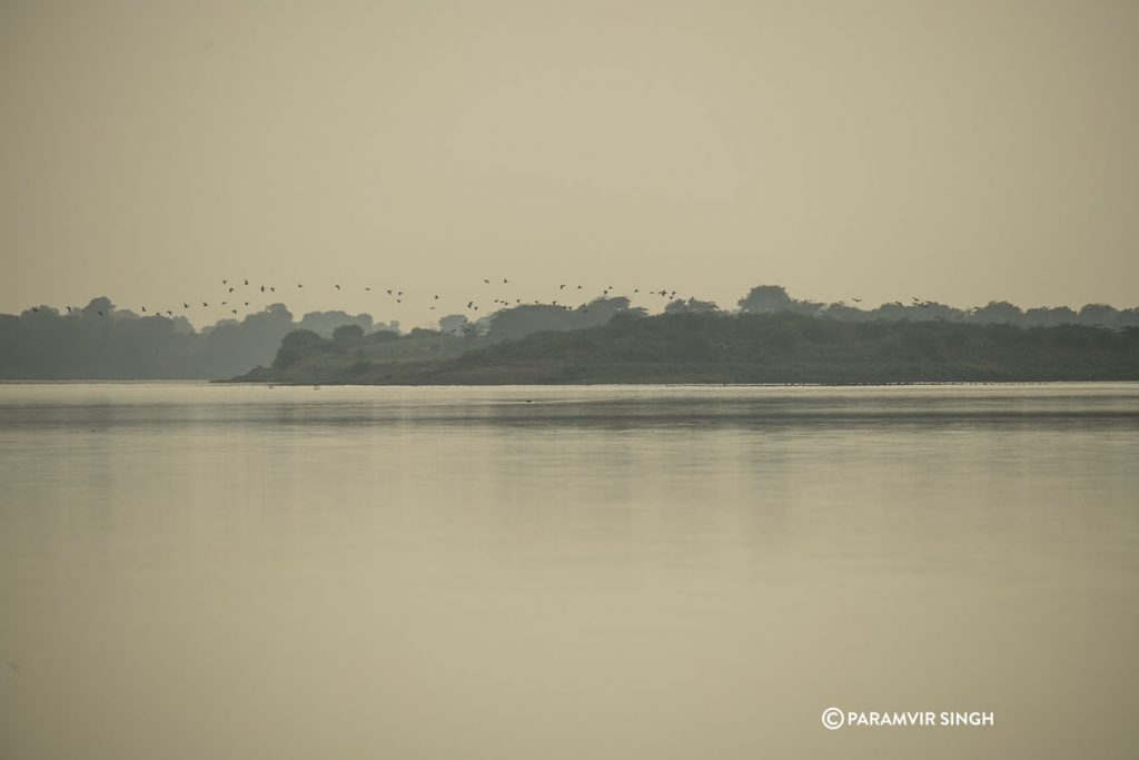 Chambal River Safari