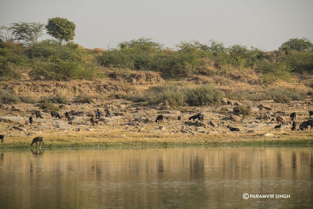 Chambal River Safari