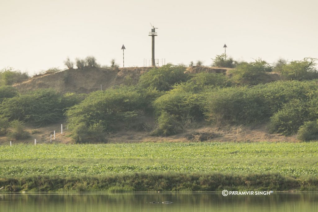 Chambal River Safari