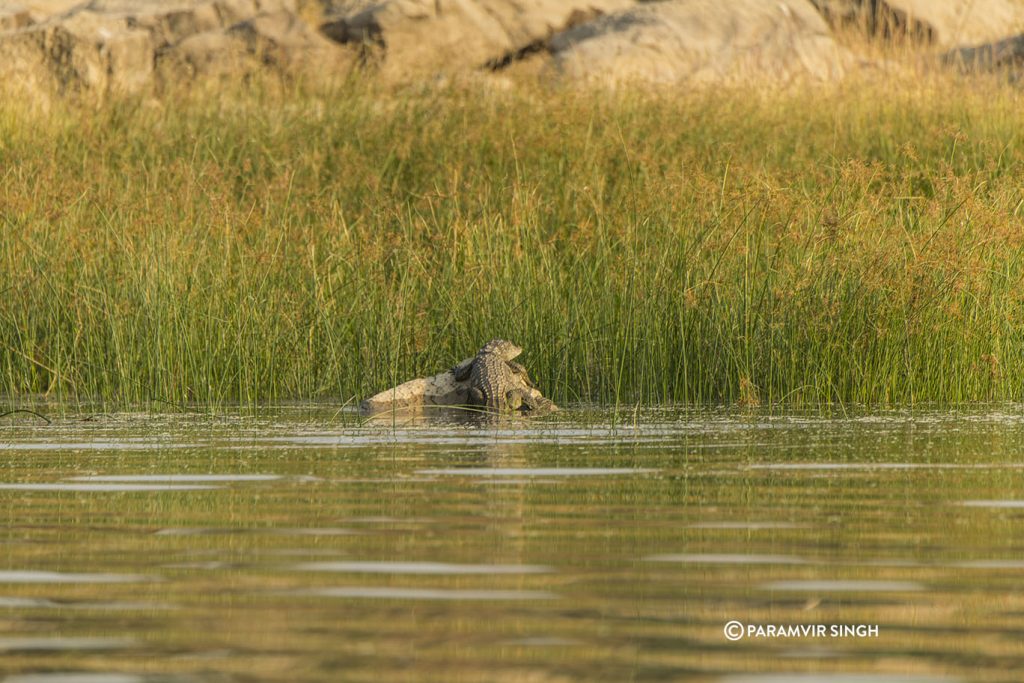 Chambal River Safari