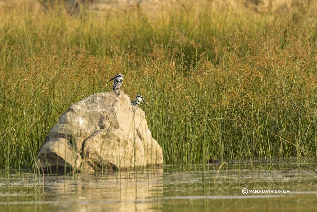 Chambal River Safari