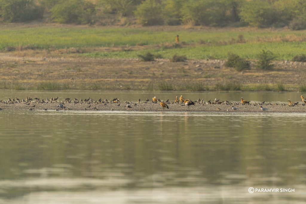 Chambal River Safari