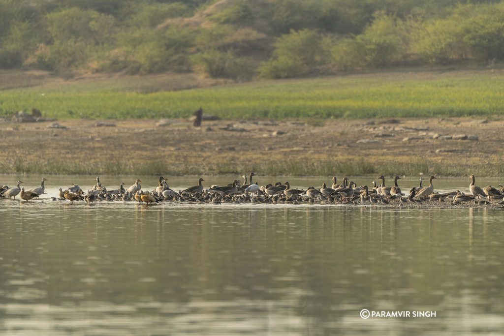 Chambal River Safari