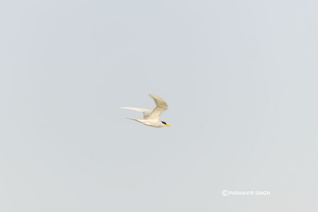 Chambal River Safari