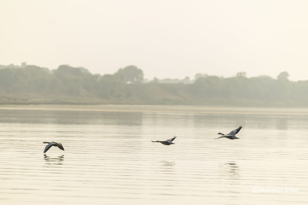 Chambal River Safari