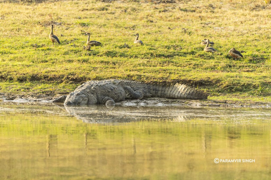 Chambal River Safari