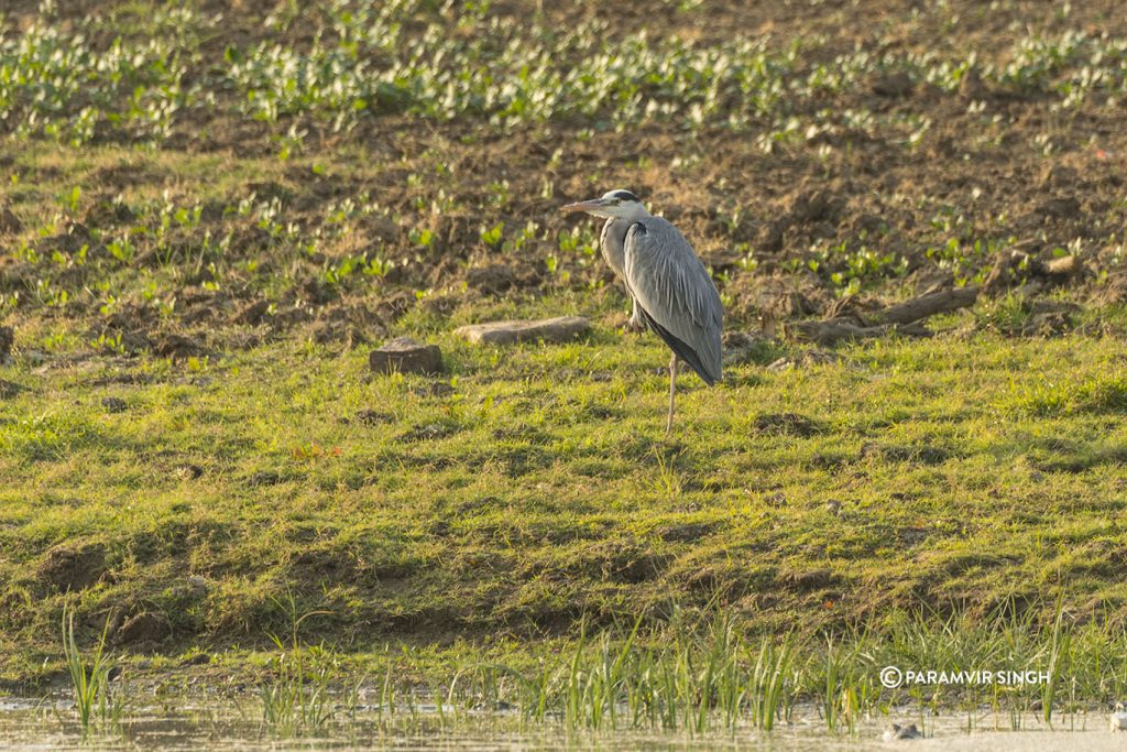 Chambal River Safari