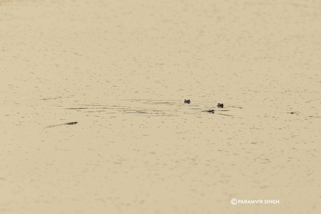 Chambal River Safari