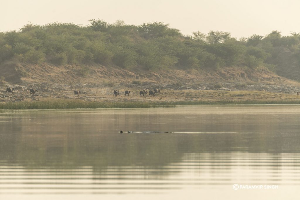 Chambal River Safari