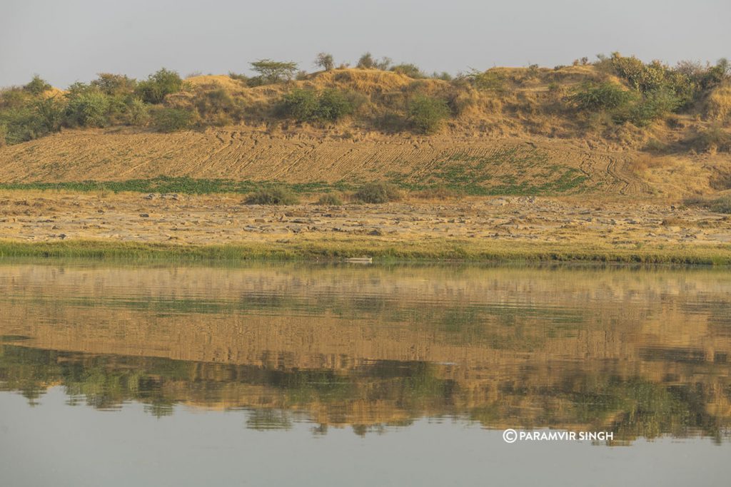 Chambal River Safari