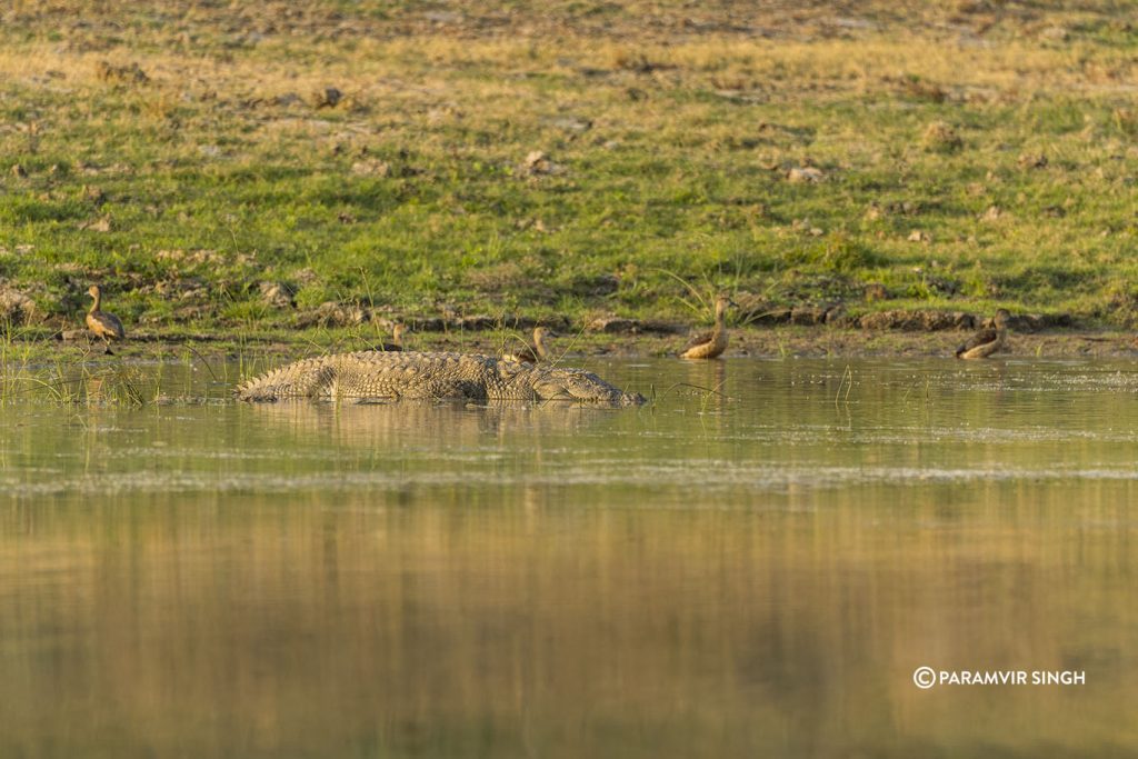 Chambal River Safari