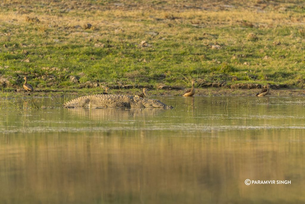 Chambal River Safari